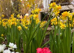 Fruehling In Jenas Goethe Galerie 2024 05